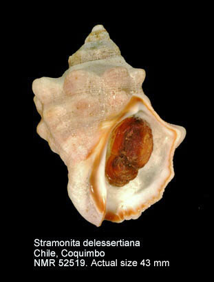 Stramonita delessertiana (2).jpg - Stramonita delessertiana(d'Orbigny,1841)